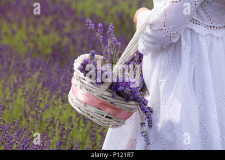 Ein Mädchen in weißen sammelt einen Korb von lavendelblüten aus einem Feld angezogen Stockfoto