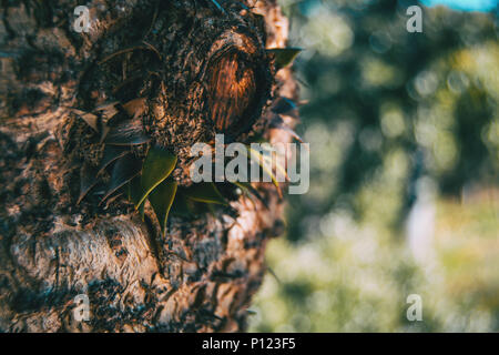 Araucaria Trunk mit einige lose Blätter in der Natur Stockfoto