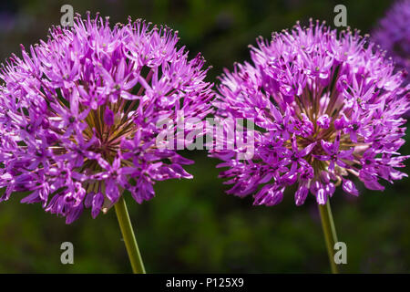 Allium hollandicum 'Purple Sensation, ein Mitglied der Zwiebel Familie Stockfoto