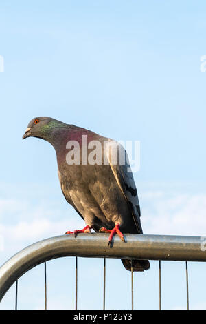 Rock Taube (Columba livia) auf Metall zaun Lincoln GROSSBRITANNIEN. Stockfoto