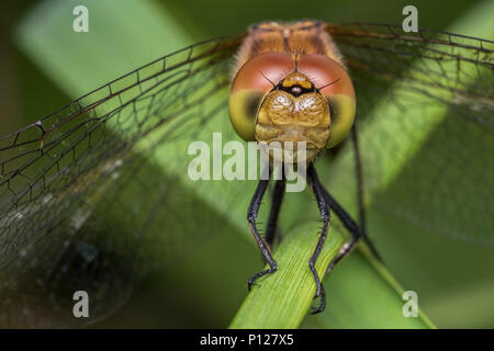 Gemeinsame Darter Dragonfly (Sympetrum striolatum) auf Gras Stammzellen thront. Tipperary, Irland Stockfoto