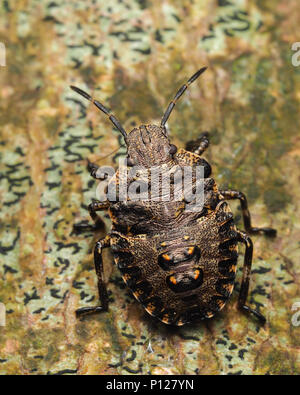 Wald Shieldbug Nymphe (Pentatoma rufipes) ruht auf Stamm von Sycamore Tree. Tipperary, Irland Stockfoto