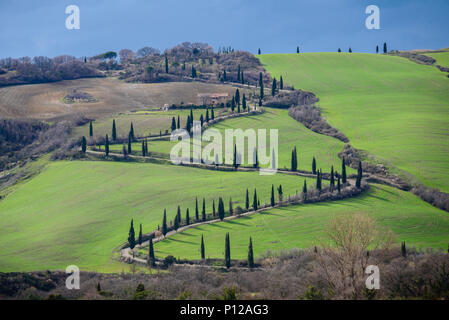 Toskana Landschaft, Zig Zag kurvenreiche Straße mit Zypressen auf einem sanften Hügel mit grünen Wiesen gesäumt, La Foce, Val d'Orcia, Toskana, Italien Stockfoto