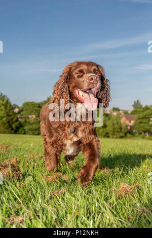 Eine Arbeitsgruppe cocker spaniel genießt eine laufen über offene Felder Stockfoto