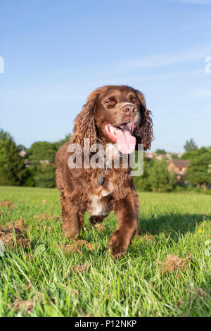 Eine Arbeitsgruppe cocker spaniel genießt eine laufen über offene Felder Stockfoto