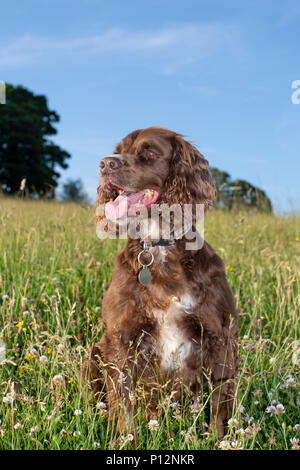 Eine Arbeitsgruppe cocker spaniel genießt eine laufen über offene Felder Stockfoto