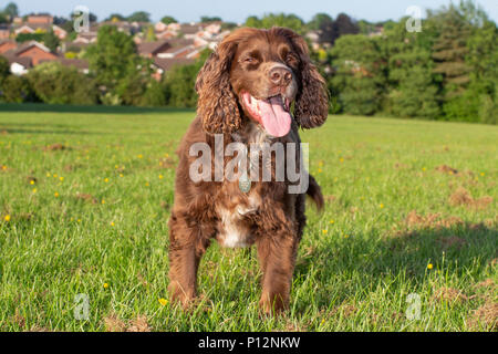 Eine Arbeitsgruppe cocker spaniel genießt eine laufen über offene Felder Stockfoto