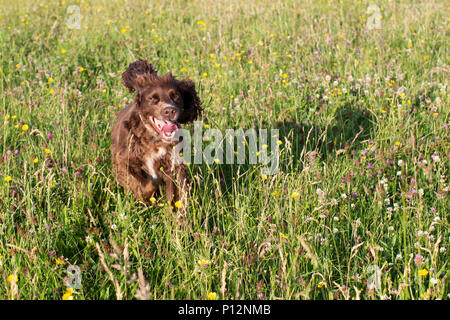 Eine Arbeitsgruppe cocker spaniel genießt eine laufen über offene Felder Stockfoto