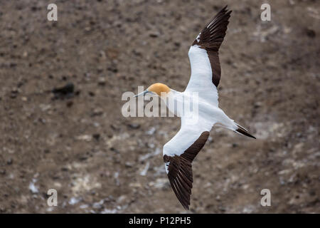 Australasian Basstölpel (Morus Serrator) im Flug, Muriwai Beach, Auckland Region, North Island, Neuseeland, Ozeanien Stockfoto