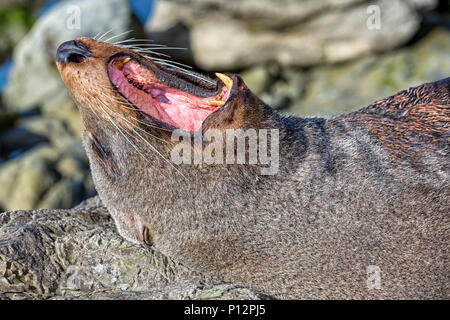 Nahaufnahme eines südlichen Fell Dichtung (Arctocephalus forsteri), in der Nähe von Kaikoura, Südinsel, Neuseeland Stockfoto