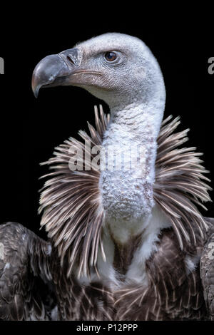 Rüppell's Gänsegeier (Tylose in Rueppellii), Tier Portrait, Frankreich Stockfoto