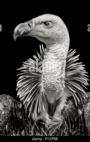 Rüppells Gänsegeier (Gyps rueppellii), Frankreich Stockfoto
