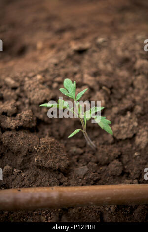 Neue Tomate in einen Gemüsegarten und Tropfbewässerung system Stockfoto