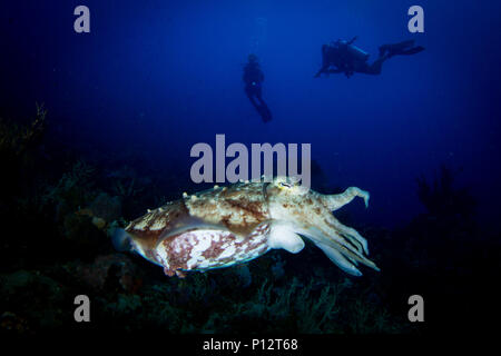 Eine Broadclub Tintenfisch oder Sepia latimanus schwebt über dem Riff mit Taucher im Hintergrund. Komodo National Park, Indonesia. Stockfoto