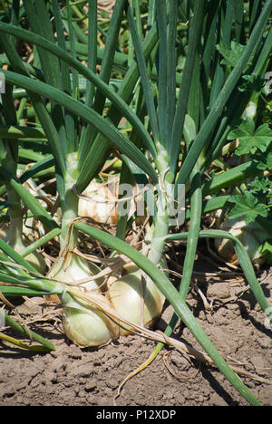 Frühlingszwiebeln in Feld Stockfoto