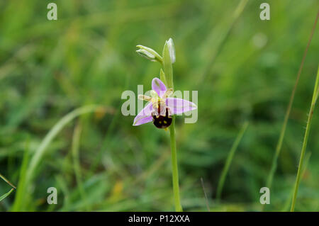 Schöne Bienen-ragwurz (Ophrys apifera var. aurita) Stockfoto