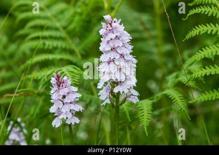 Heath-Spotted Orchideen blühen in den adlerfarn Chailey gemeinsame Naturschutzgebiet in East Sussex Stockfoto