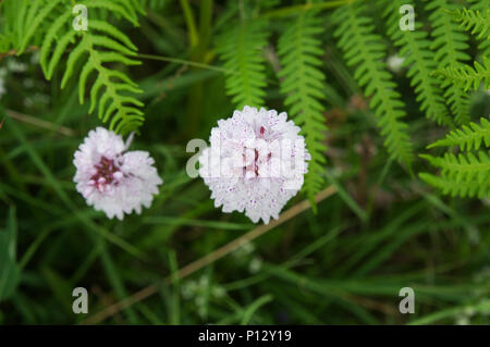 Heath-Spotted Orchideen blühen in den adlerfarn Chailey gemeinsame Naturschutzgebiet in East Sussex Stockfoto