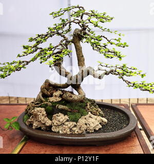 Bonsai Pflanzen oder 'Fach' - Japanische Kunst-container Anbau von kleinen  Bumen die Form und der Umfang der in voller Gre Bume zu imitieren.  Fukien Tee Baum - Ehrethia Stockfotografie - Alamy