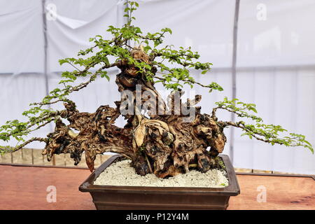 Bonsai Pflanzen oder 'Fach' - Japanische Kunst-container Anbau von kleinen  Bumen die Form und der Umfang der in voller Gre zu imitieren. Tugas bato  oder einfache Blatt Stockfotografie - Alamy