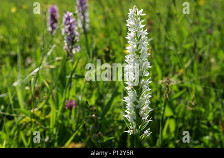 Schöne Heide duftenden - Orchidee (Gymnadenia borealis) wachsen auf Wolstonbury Hill (South Downs) in West Sussex Stockfoto