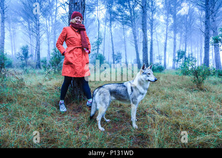 Frau, die in einem Pinienwald mit einem Tschechoslowakischen Wolfshund. Tierra Estella County, Navarra, Spanien, Europa. Stockfoto