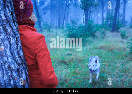 Frau, die in einem Pinienwald mit einem Tschechoslowakischen Wolfshund. Tierra Estella County, Navarra, Spanien, Europa. Stockfoto