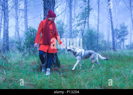 Frau, die in einem Pinienwald mit einem Tschechoslowakischen Wolfshund. Tierra Estella County, Navarra, Spanien, Europa. Stockfoto