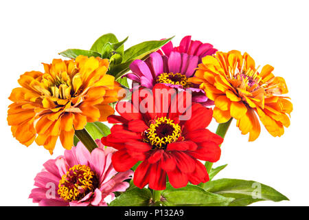 Bunten Strauß von Sommer Zinnien auf weißem Hintergrund Stockfoto