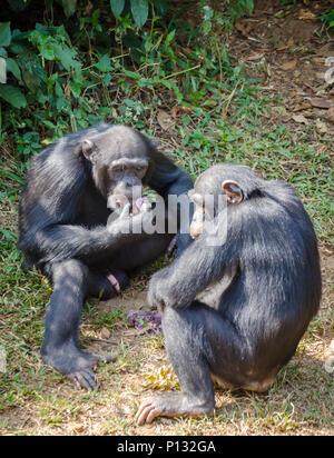 Porträt von zwei Schimpansen essen Süßkartoffeln beim Sitzen auf dem Boden im Regenwald von Sierra Leone, Afrika Stockfoto