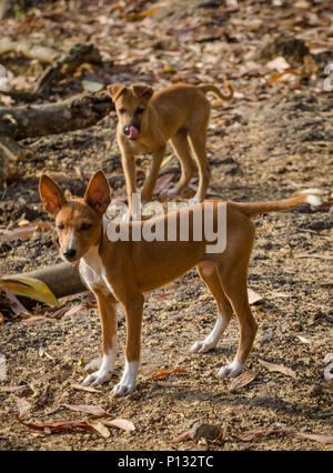 Porträt von zwei schönen jungen gemischten Rennen streunende Hunde in Sierra Leone, Afrika Stockfoto