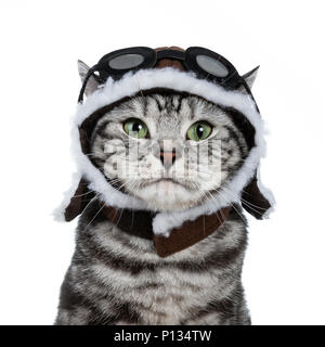 Kopf geschossen von Stattlichen schwarz tabby Britisch Kurzhaar Katze mit grünen Augen tragen pilot Hut und Brille suchen am Objektiv auf weißem Hintergrund Stockfoto