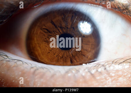 Makro des menschlichen Braunes Auge. Extreme close-up. Stockfoto