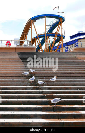 Gruppe von Möwen auf seawall Schritte vor dem Fahrgeschäft, Blackpool, Lancashire, Großbritannien Stockfoto