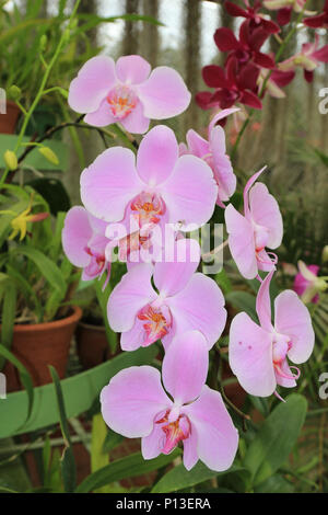 Orchidee in die Royal Botanic Gardens. Peradeniya. Kandy. Sri Lanka. Stockfoto