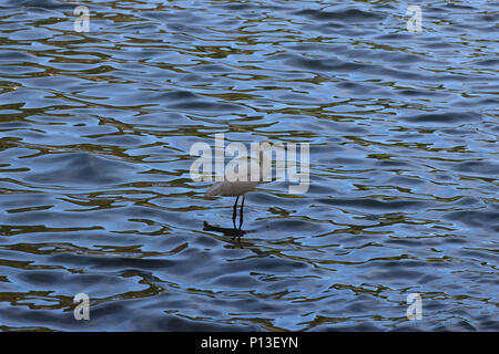 Heron bei Sonnenaufgang auf Kandy Stadt See, Sri Lanka Stockfoto