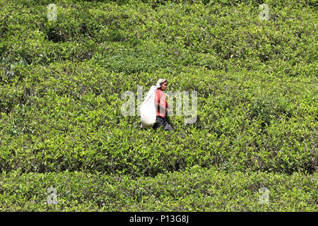 KANDY, SRI LANKA - Februar 01 Frau Kommissionierung auf Tee Plantage, in der Nähe von Nuwara Eliya, Sri Lanka am 01. Februar 2017 Stockfoto