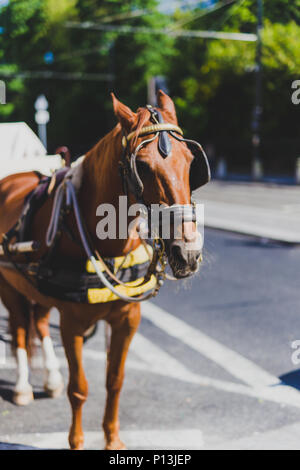 DUBLIN, Irland - 23. Mai 2018: Pferd mit Schlitten in Dublin City Centre Stockfoto