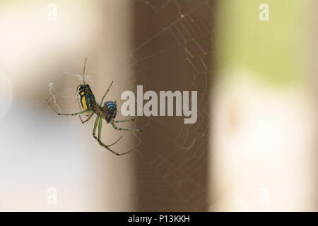 Was für das Mittagessen sagte die Spinne zur Fliege Stockfoto