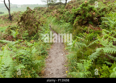 Botanischer Garten Le Vallon du Stang Alar Brest, Frankreich, 28. Mai 2018 - ein Wanderweg. Stockfoto