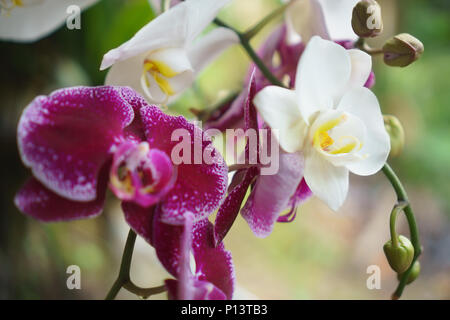 Weiß und lila Orchidee in der Natur. Orchidaceae. Stockfoto