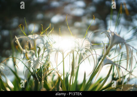 White Beach spider Lily. Blume Nahaufnahme mit Sonnenstrahlen. Hymenocallis littoralis. Stockfoto