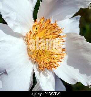 Eine atemberaubende Makroaufnahme eines weißen und gelben Plugmesser Matilija Mohn Stockfoto