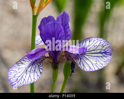 Blau verrechnet fällt und blau Standards der Sibirische Iris Iris pumila "Flug der Schmetterlinge' Stockfoto