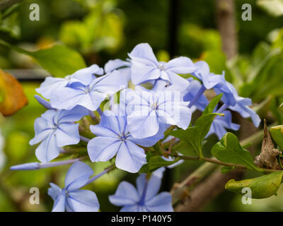 Hellblauen Blumen der Ausschreibung Kap figwort, Plumbago capensis, eine Ausschreibung, die Kriechen Strauch Stockfoto