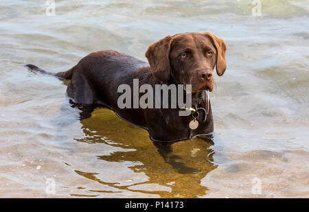 Eine labradinger oder springador Welpen oder Junghund gundog in der awter Spaß und schwimmen Sie an einem warmen Sommertag zu kühlen. Labrador Springer Spaniel Stockfoto