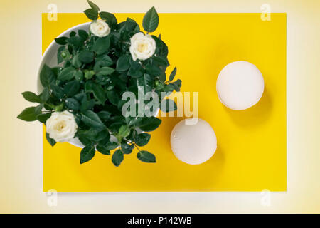 Zwei cream Macarons und weißen Blumen, Rosen auf gelben Hintergrund. Romantische morgen, Geschenk, für die geliebten zu Ostern, Valentin, Mütter, Tag der Frauen vorhanden Stockfoto