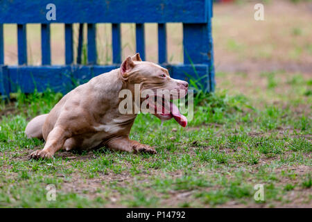 Kämpfende Hund im Park spazieren, Bull Stockfoto