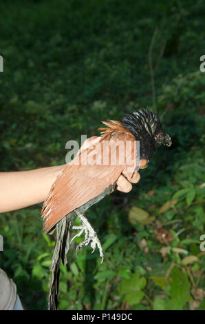 Schwarz und Orange Vogel (Greater Coucal) in der Hand Stockfoto