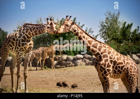 Zwei Giraffen küssen einander in den Zoo. Stockfoto